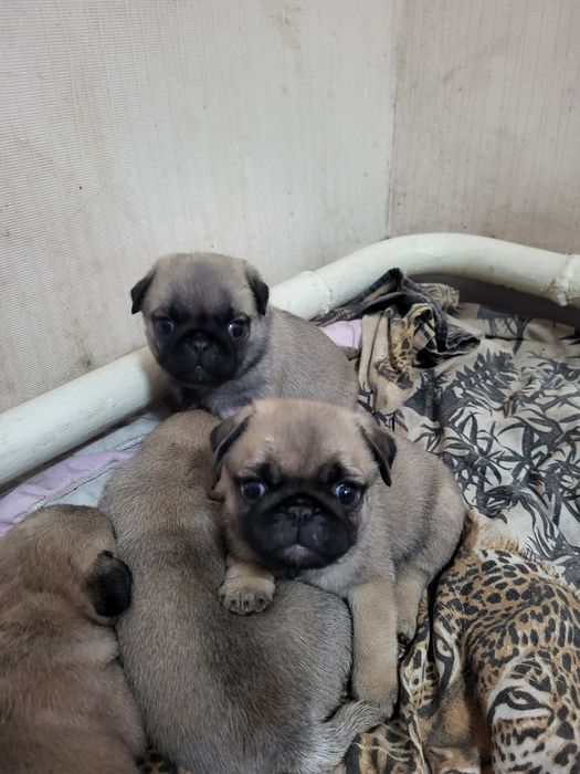 Продам щенков мопса