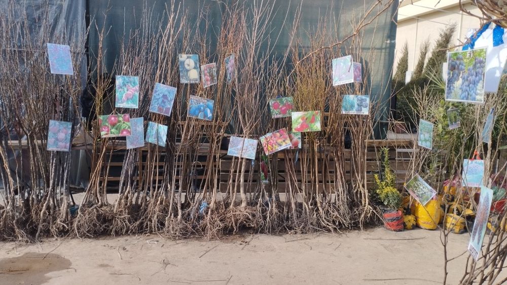 Xaxlari bor ko'chatlari bor kelshtirib beramiz