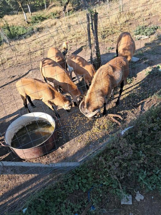 Animale, oi cameruneze