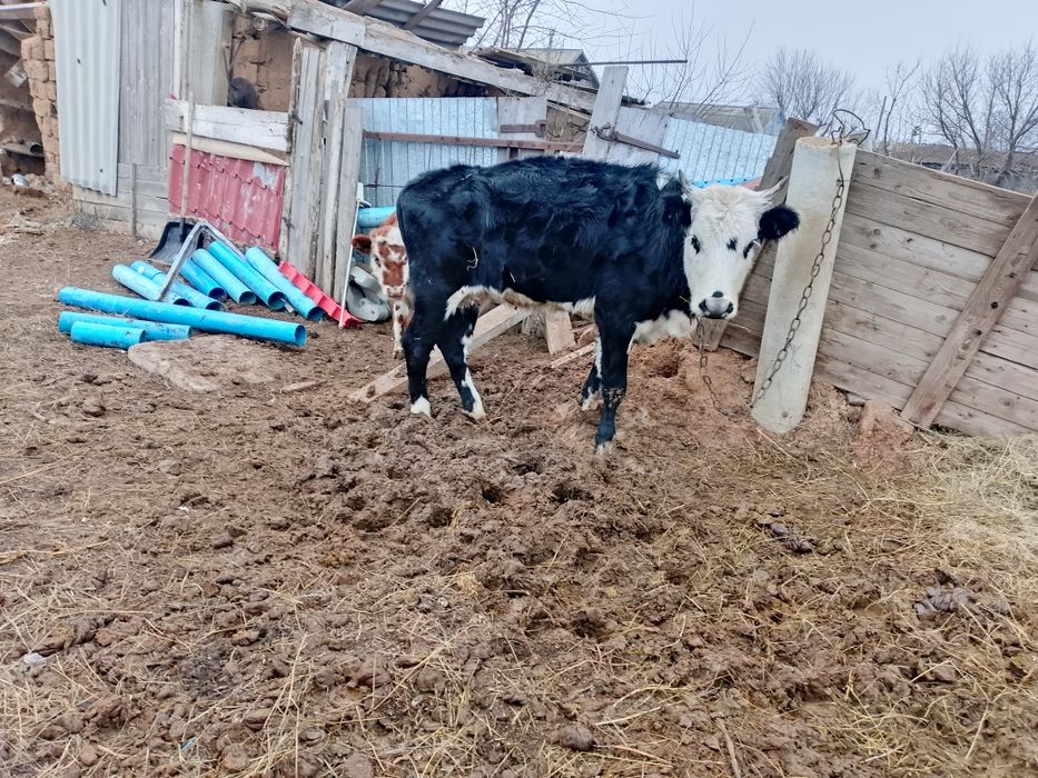 Продам корову 18месяцев