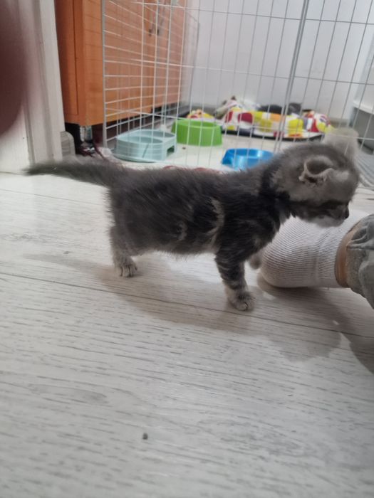 Вислоухий мальчик 1,5месяца