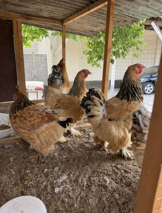 broma xoroz va tovuqla sotiladi