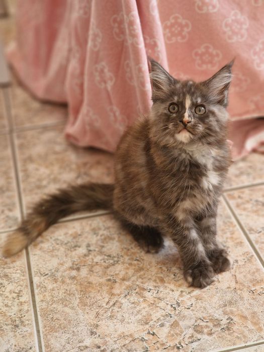 Котенца Мейн Куун