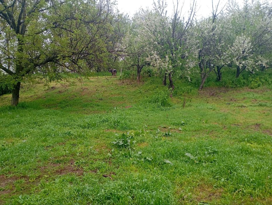 Паркент, Сукок йули Коракалпок. 20 сотых.