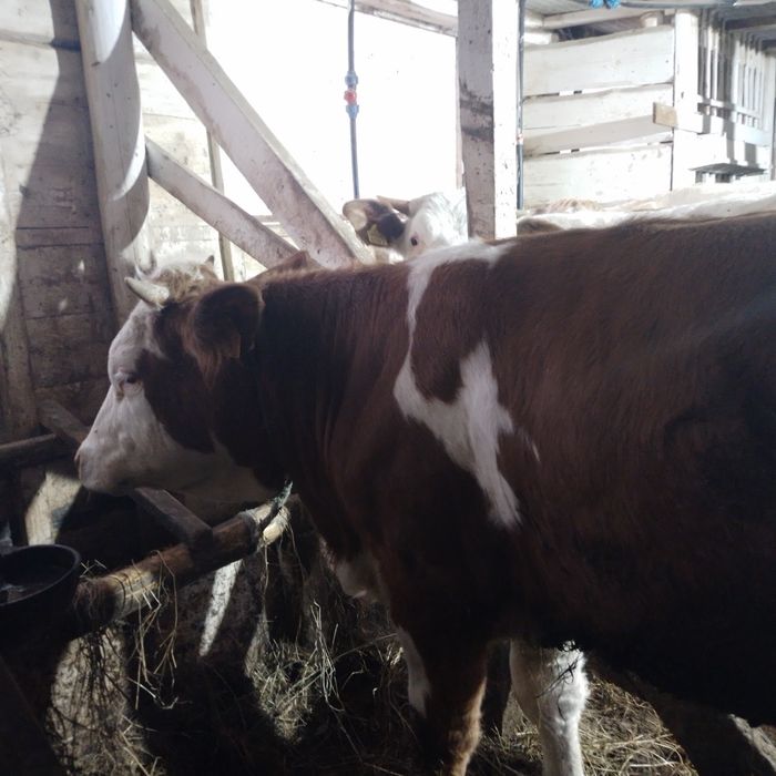 Vand 2 juninci baltata romananeasca