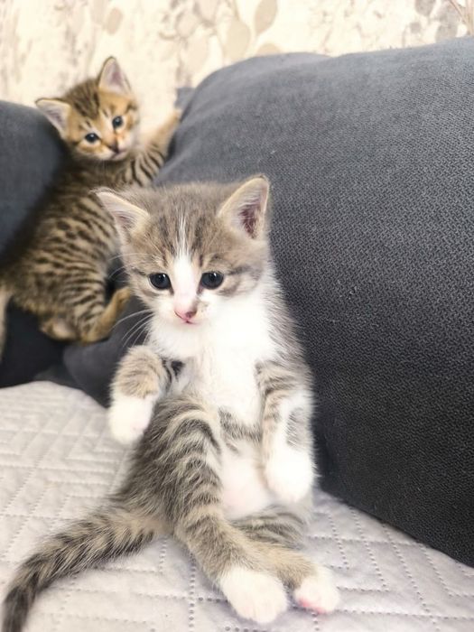 Отдам котят даром