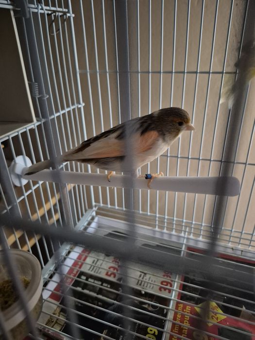 Disponibil o pereche de canari