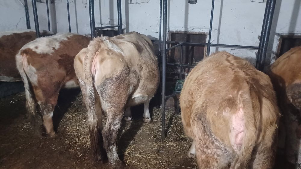 Vând  vaci  la alegere