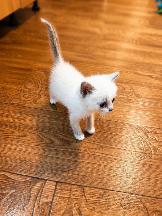 Котенок-кошечка в хорошие руки