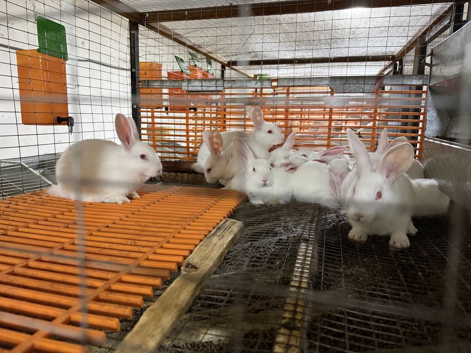 Куен кафас сотилади