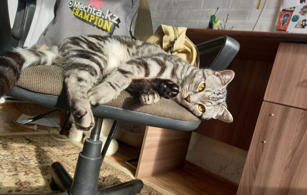 Отдам кота в добрые руки
