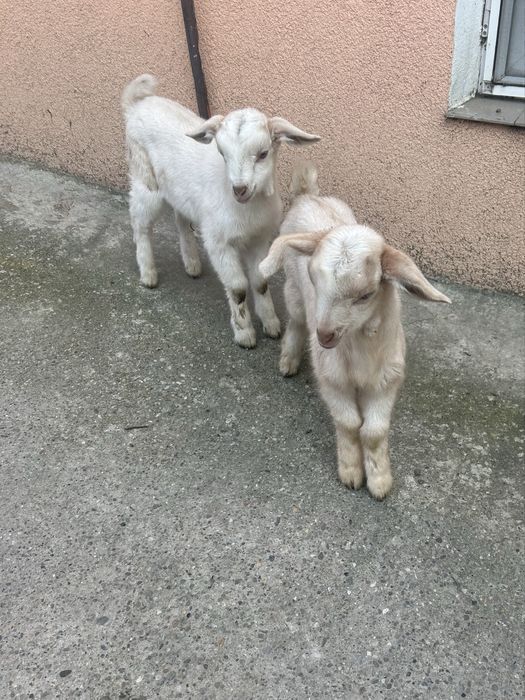 Vand 2 femele în vărstă de 1 luna