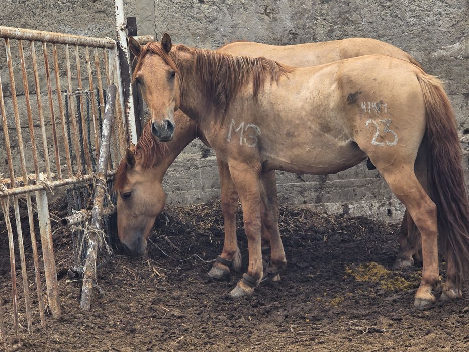 Мұғалжар тұқымы Құнандар сатамын