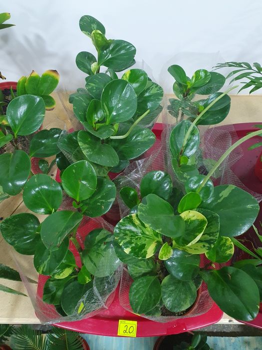 Peperomiya пеперомия