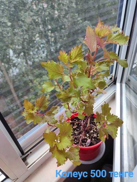 Продам цветы недорого