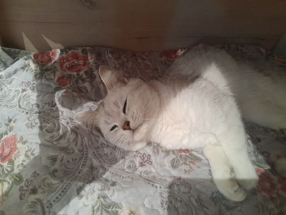 Мысық сатам ерке әдеми мысық мурка