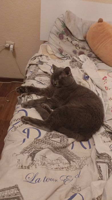 Отдам в хорошие руки кота британца