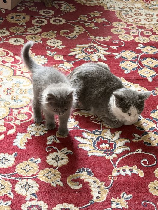 Котенок в добрые руки