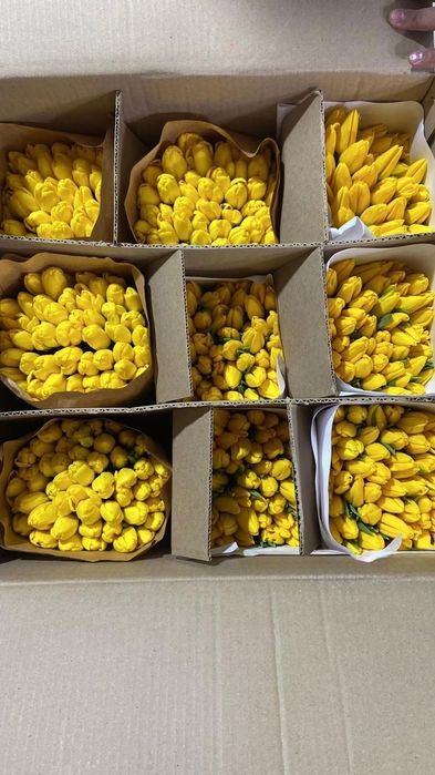 Премиальные тюльпаны