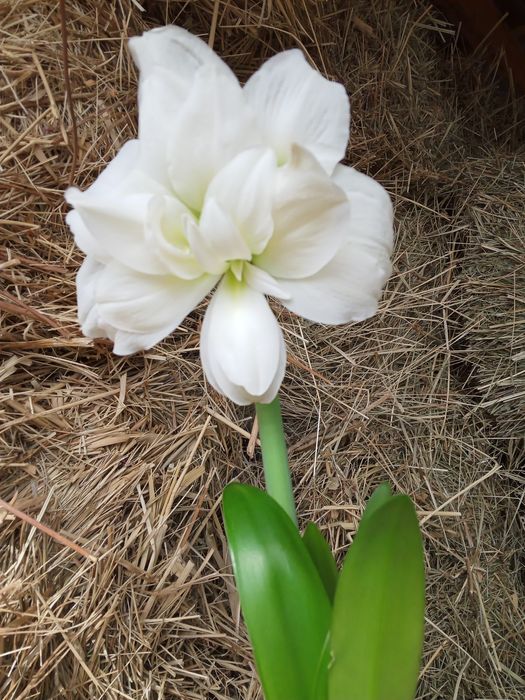 Гипеаструм, детки.