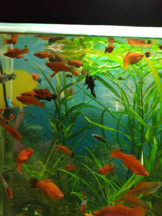 Продам рыбок меченосцев