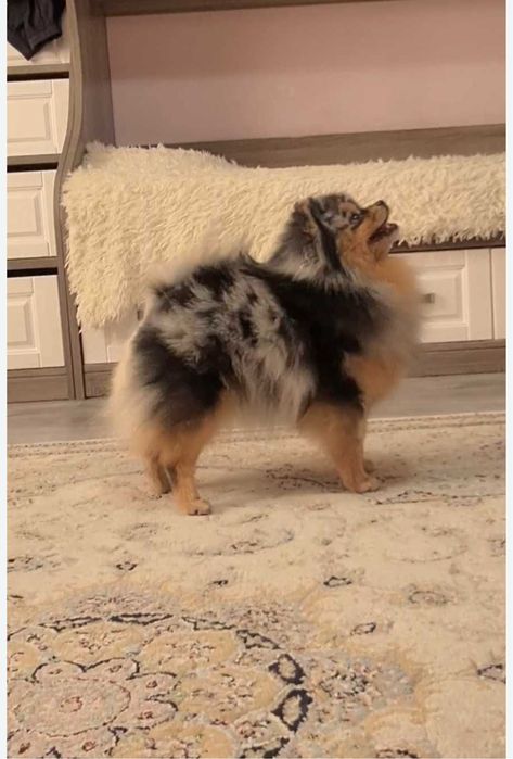 Померанский шпиц