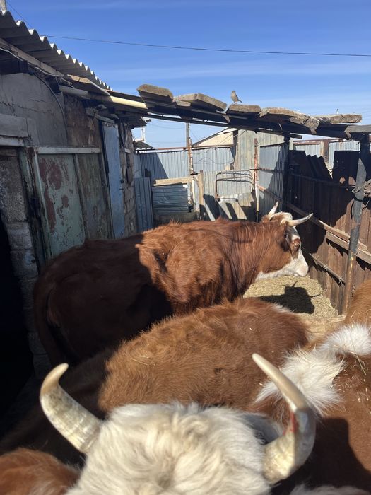 Сиырлар сатылады