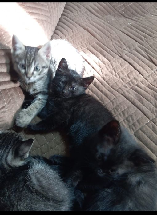 Отдам котят в добрые руки
