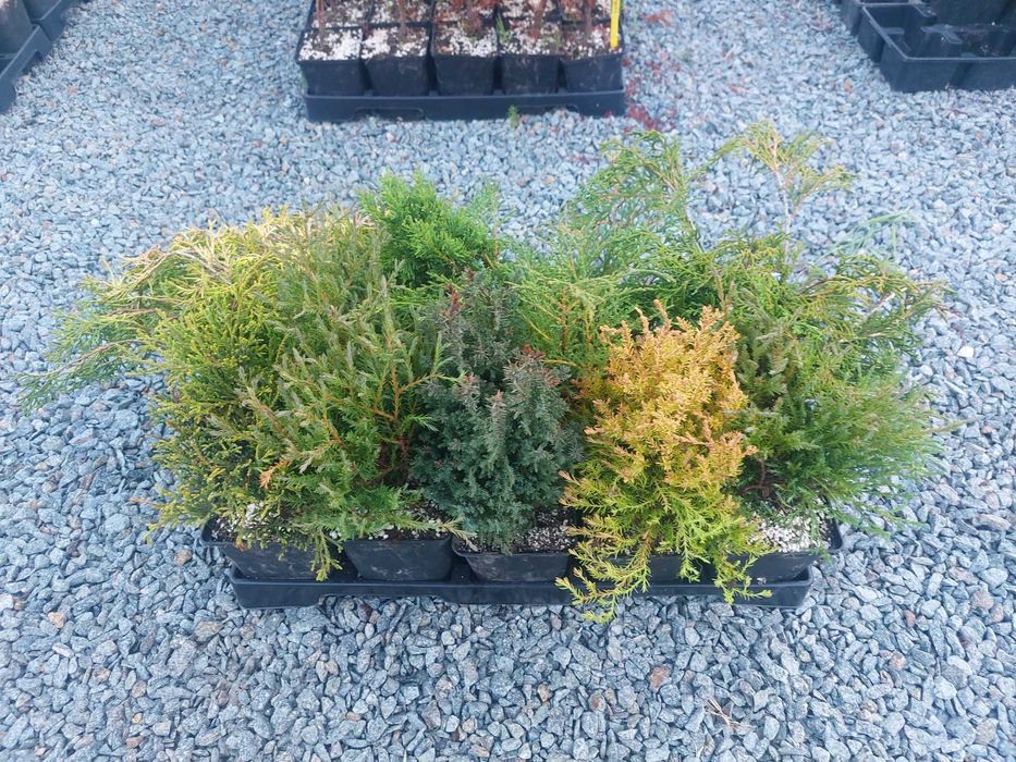 Mix 30 buc. puieti chiparos la ghiveci- diferite cultivaruri