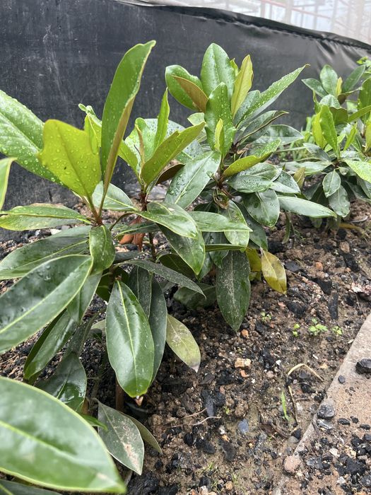 Magnoliya magnolia little gem grandflora