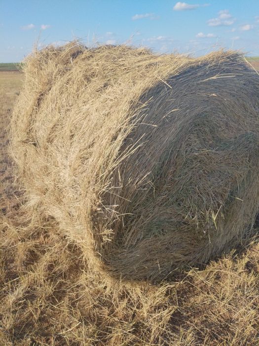 Сено житняк в рулонах