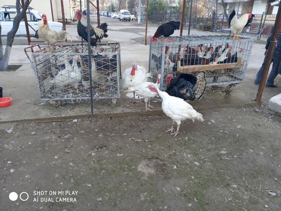 Horoz tovuq kurka quyon goz ordak sotiladi soyib tozalab beramiz .