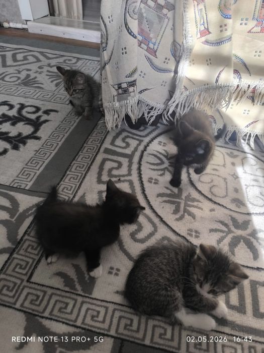 Отдам в хорошие руки домашних котят ,три мальчика одна девочка,мать чи