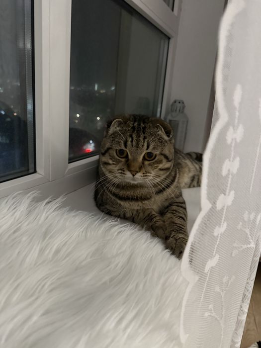 Нашли кота, вислоухий