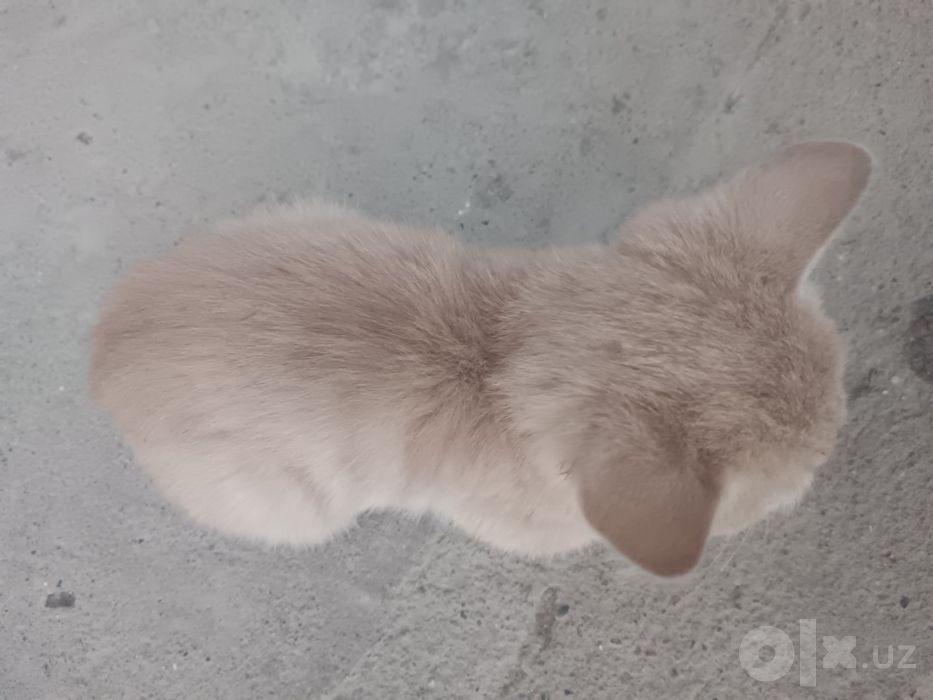 O'g'il mushukcha
