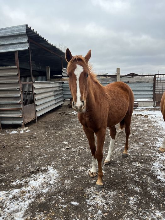 Тай сатылады чистокровный, продается