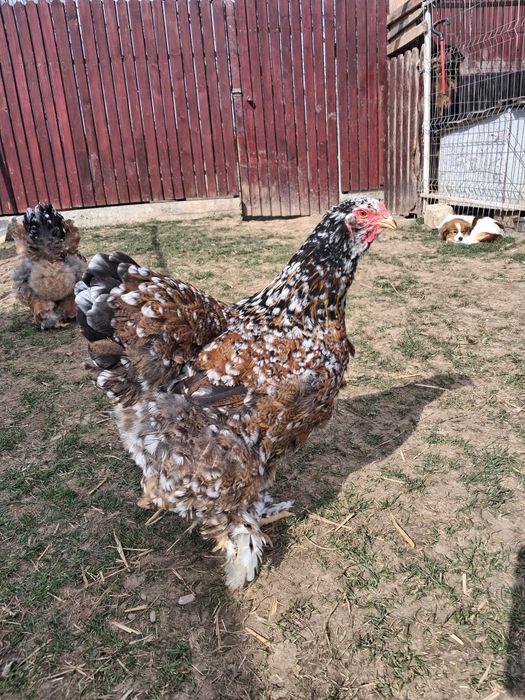 Oua incubat brahma portelan