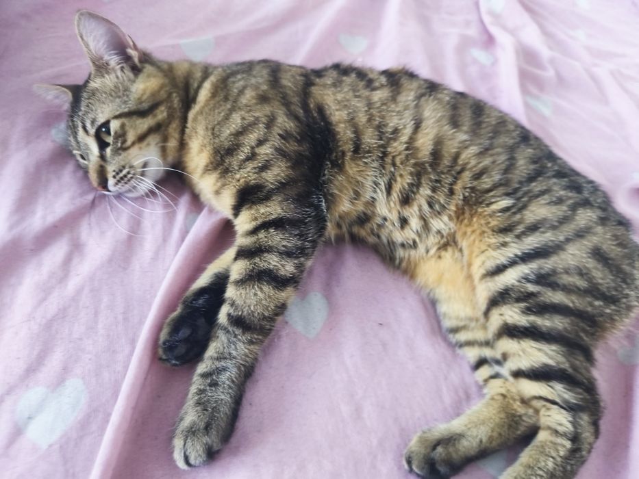 Adoptie/foster Pisici (URGENT)