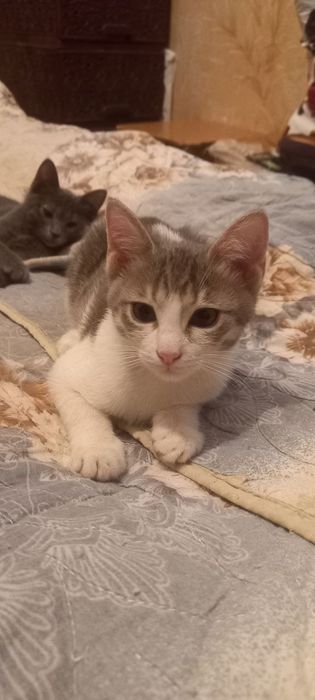 Отдам котят в добрые руки