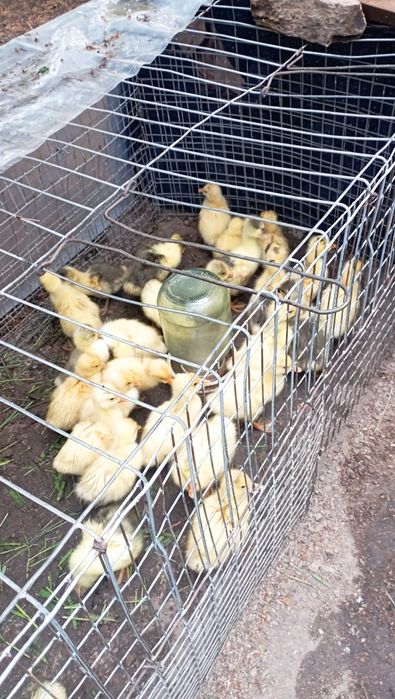Продам домашних гусят