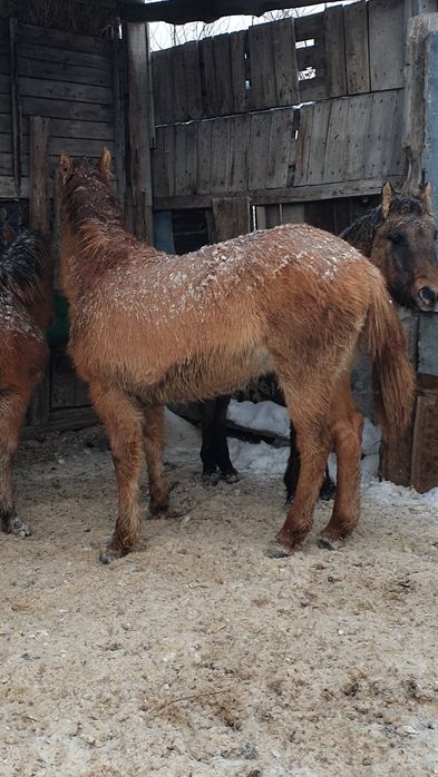 Жабағы Жеребят еркек сатылады