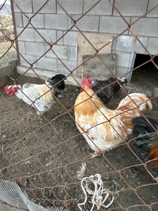 Продам  домашних петухов
