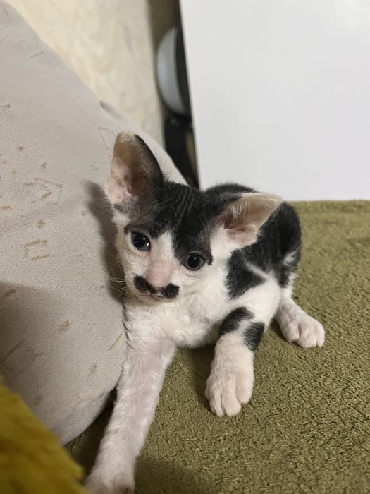 Котята канадского сфинкса