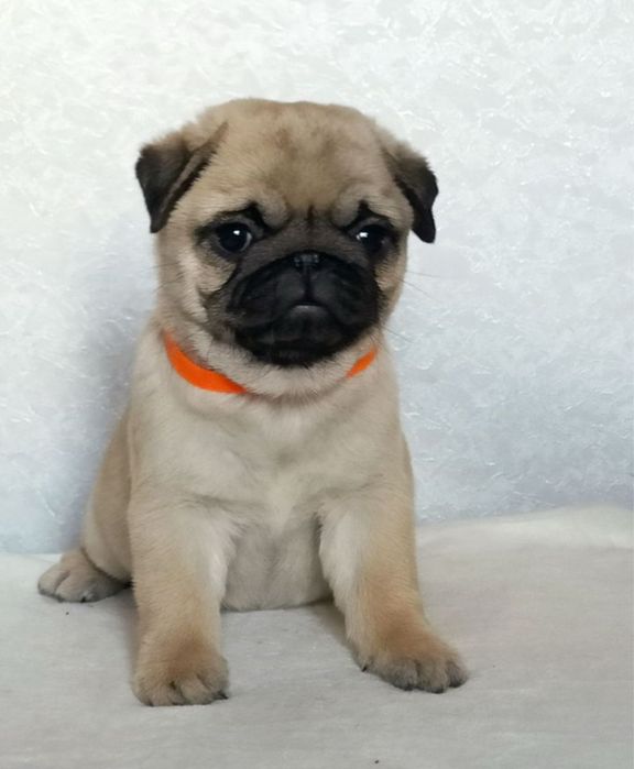 Шикарные мопсята