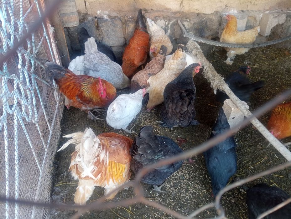 Курицы курицы курицы