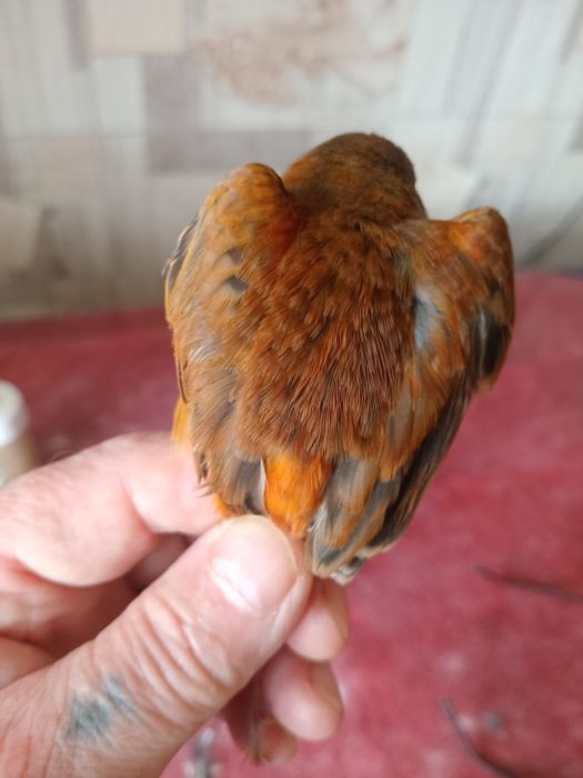 Гибриды щегол и репел.