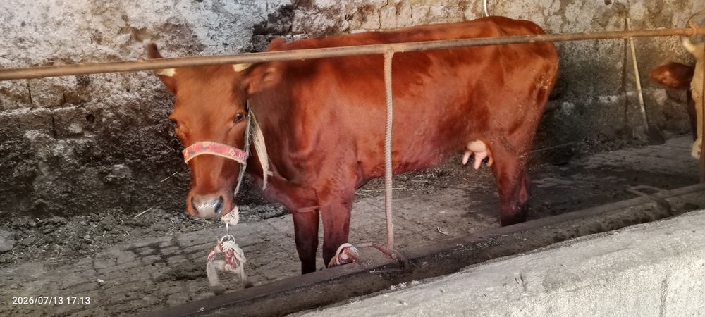 Ona bola sigir sotiladi