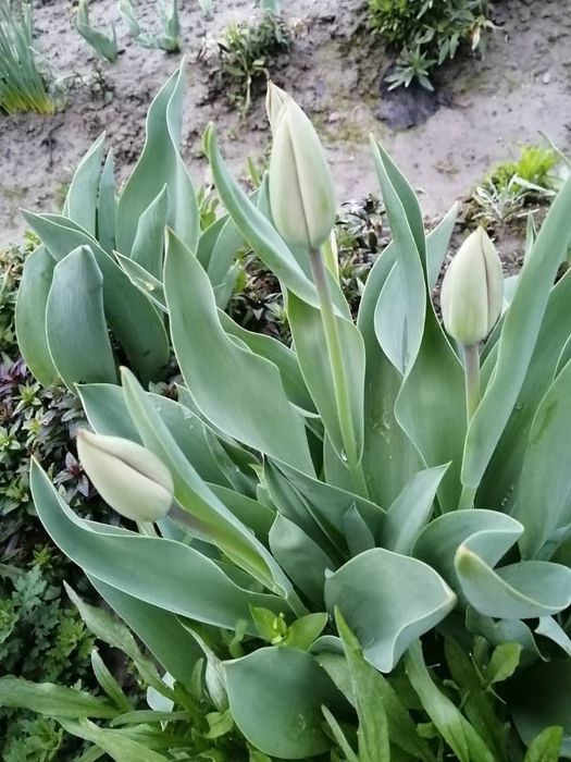 Продаются Тюльпаны оптом примерно от 3-ех тысяч до 5-ти тысяч штук