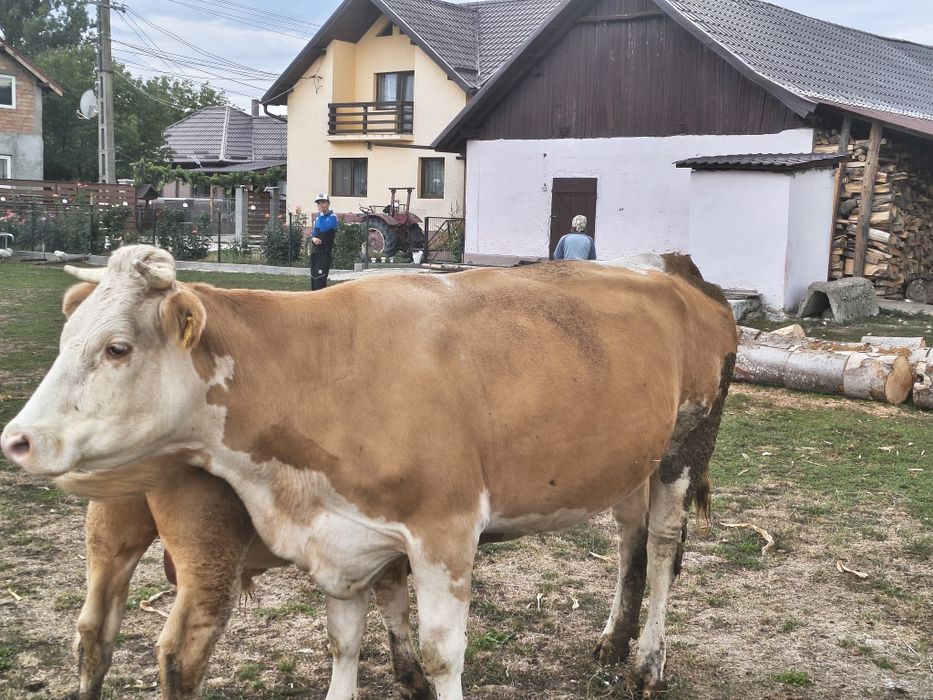 Vând vitei Bălțată Românească