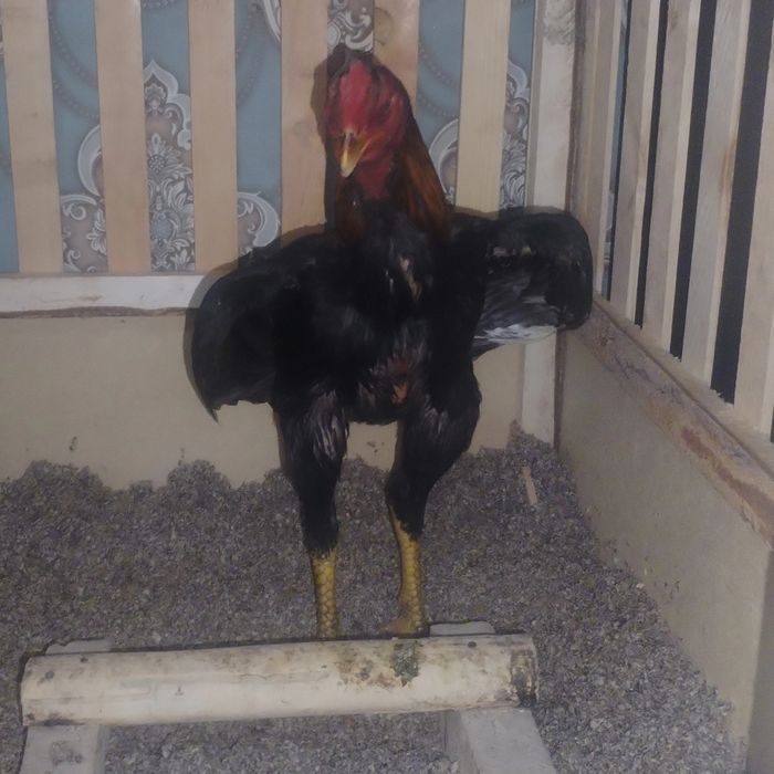 Xoros so'tiladi 7 oylik